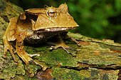 Horn frog (Hemiphractus johnsoni), Manu National Park, Peru