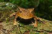 Horn frog (Hemiphractus johnsoni), Manu National Park, Peru