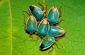 Turquoise shield bugs (Edessa rufomarginata), Manu National Park, Peru