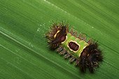 Flannel moth (Acharia stimulea), Saddleback caterpillar, Florida, USA