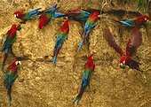 Red-and-green macaw (Ara chloropterus) looking for clay on cliff, manu, Peru