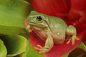 Mexican Leaf Frog (Pachymedusa dacnicolor), Florida, USA
