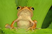 Asian golden frog (Polypedates leucomystax), Florida, USA