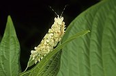 African flower mantis (Pseudocreobotra ocellata), Georgia, USA