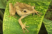 Borneo earred tree frog (Polypedates otilophus), Florida, USA