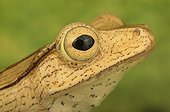 Borneo-eared Tree Frog (Polypedates otilophus), Florida, USA