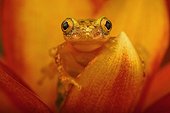 Forest banana frog (Afrixalus sylvaticus), Florida, USA