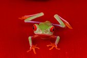 Red-eyed tree frog (Agalychnis callidryas), Florida, USA