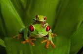 Red-eyed tree frogs (Agalychnis callidryas), Costa Rica