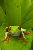 Red-eyed tree frog (Agalychnis callidryas), Costa Rica