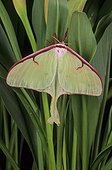 Luna moth (Actias luna), Florida, USA