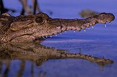 American crocodile (Crocodylus acutus), Card Sound, Florida, USA