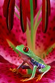 Red-eyed tree frog (Agalychnis callidryas), Florida, USA