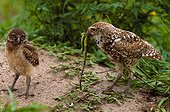 Adult male burrowing owl offering common iguana to juvenile burrowing owl (USA, Florida, Boca Raton)