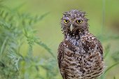 Burrowing owl (Athene cunicularia floridana), Boca Raton, Florida, USA