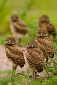 Burrowing owls (USA, Florida, Boca Raton)