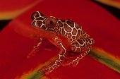 Clown tree frog (Hyla leucophyllata), Amazon, Peru