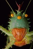 Spiny devil katydid (Peru, Amazon)
