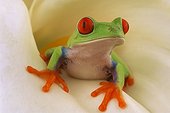 Red-eyed tree frog (Agalychnis callidryas)