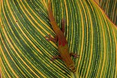 Gold Dust Day Gecko (Phelsuma laticauda), Florida, USA