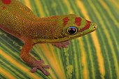 Gold Dust Day Gecko (Phelsuma laticauda), Florida, USA
