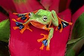 Java Flying Frog (Rhacophorus reinwardtii), Florida, USA