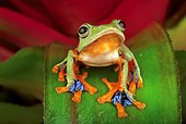 Java Flying Frog (Rhacophorus reinwardtii), Florida, USA
