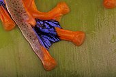 Foot of a java flying frog (Rhacophorus reinwardtii), Florida, USA