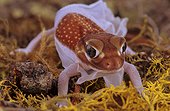 Pilbara smooth knob tailed gecko (USA, Florida)
