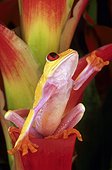 Red-eyed treefrog (Agalychnis callidryas), Florida, USA