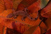 Turnip-tailed gecko (Thecadactylus rapicauda), Peru