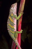 Common Monkey Lizard (Polychrus marmoratus), Amazon, Peru