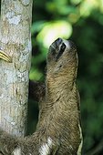 Brown-throated Sloth (Bradypus variegatus), Peru
