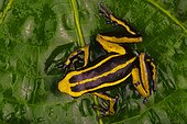 Three-stripped poison frog (Ameerega trivittata), Amazon, Peru