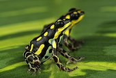 Dyeing poison frog (Ranitomeya flavovittata), Amazon, Peru