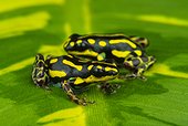 Dyeing poison frog (Ranitomeya flavovittata), Amazon, Peru