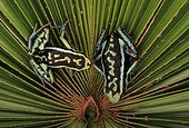 Pleasing poison frogs (Ameerega bassleri), Amazon, Peru