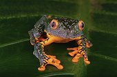 Amazon leaf frog (Cruziohyla craspedopus), Amazon, Peru
