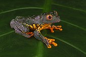 Amazon leaf frog (Cruziohyla craspedopus), Amazon, Peru