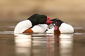 Love (Racconigi, Cuneo, taly)