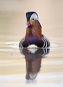 Mandarin Duck (Aix galericulata) male on the water, Racconigi, Cuneo, Italy