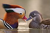 Mandarine duck (Aix galericulata) couple facing, Racconigi, Cuneo, Italy
