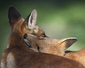 Tenderness (Cogne, Val d'Aosta, Italy)