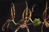 Rainette granosa (Hypsiboas cinerascens) sur une orchidée. Cuyabeno, Equateur.