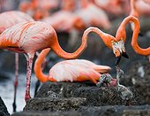 Caribbean flamingo on a nest with chick. Cuba.