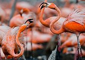 Game two adults of the Caribbean flamingo. Cuba. Reserve Rio Maximo