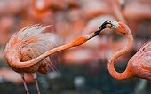 Game two adults of the Caribbean flamingo. Cuba. Reserve Rio Maximo
