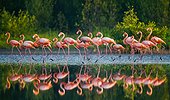 Group of the Caribbean flamingo standing in water with reflections