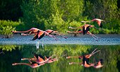Caribbean flamingos flying over water with reflection. Cuba. Reserve Rio Maximo