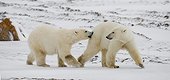 Two polar bears playing with each other in the tundra. Canada.